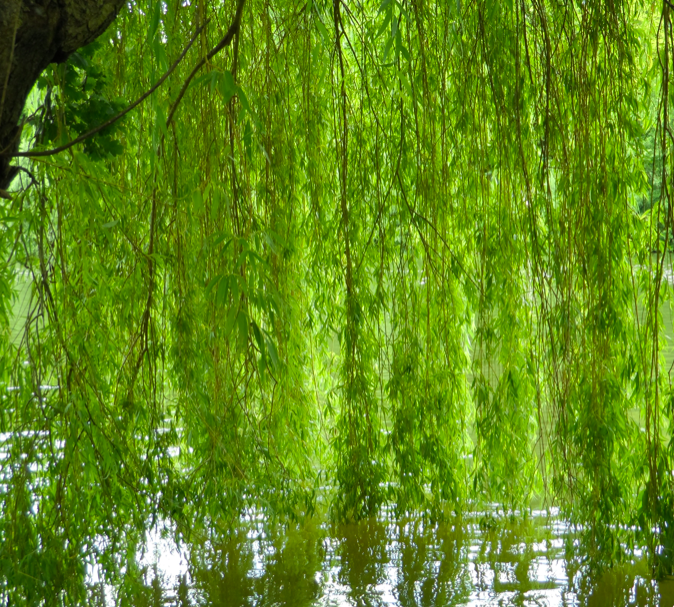 Willow tree