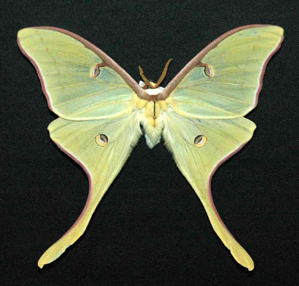 Luna moth