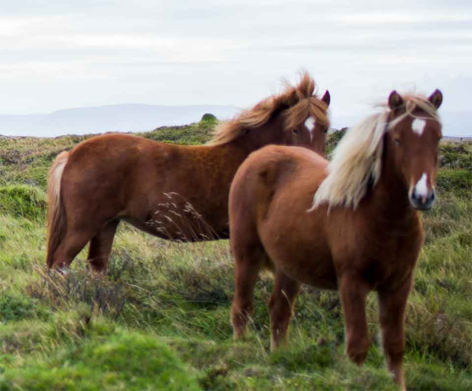 Two horses