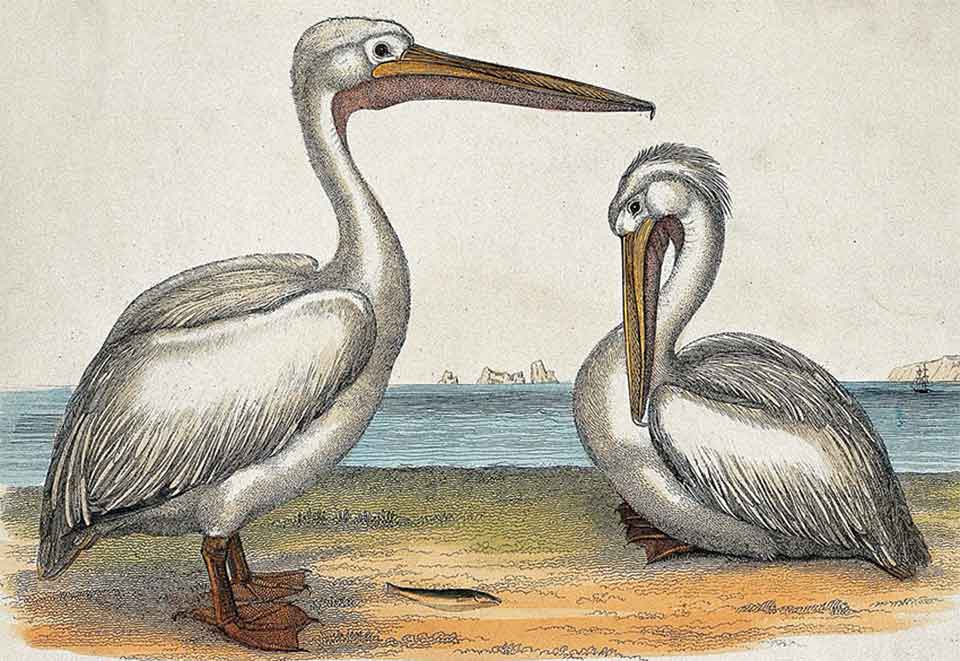 Two Pelicans