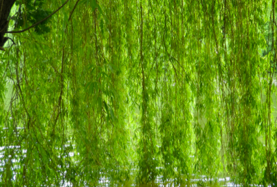 Willow tree