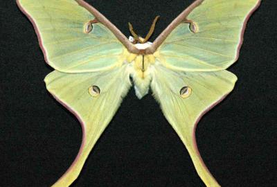 Luna moth