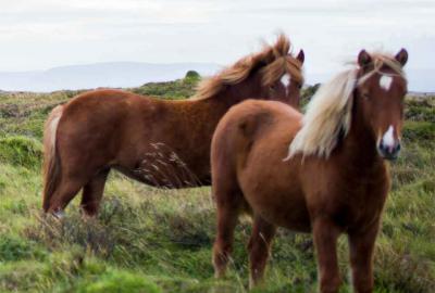 Two horses