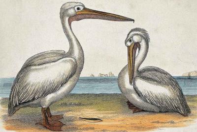 Two Pelicans